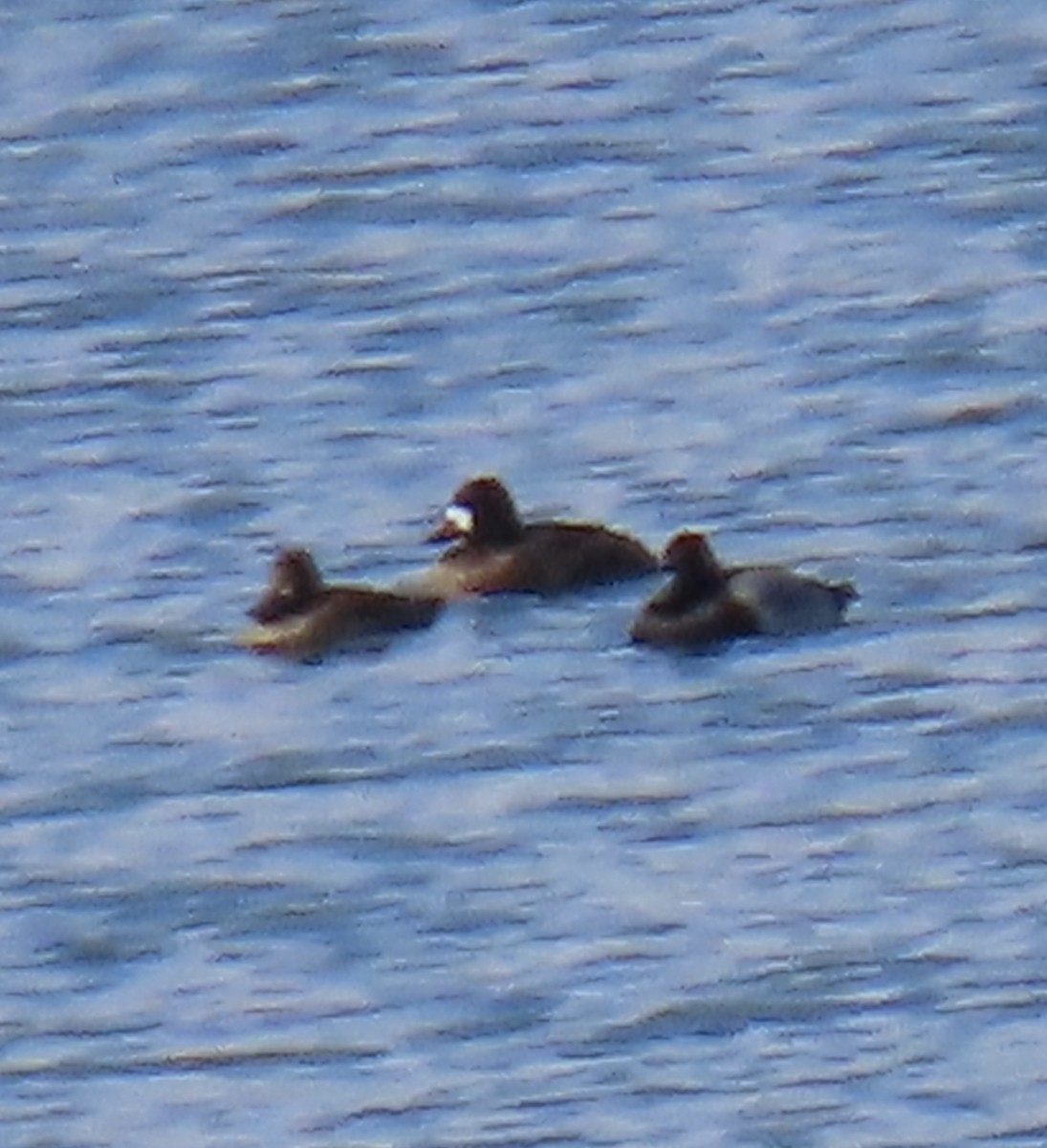 Lesser Scaup - ML645597193