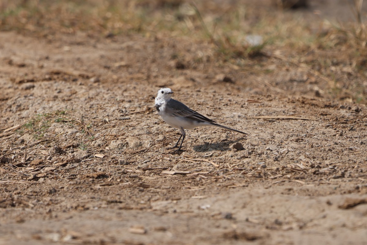 konipas bílý - ML645597198