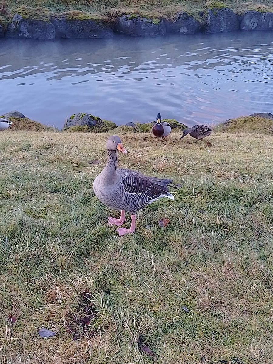 Graylag Goose - ML645597200