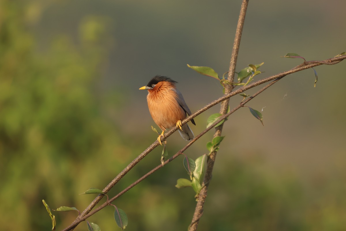 Brahminy Starling - ML645597202