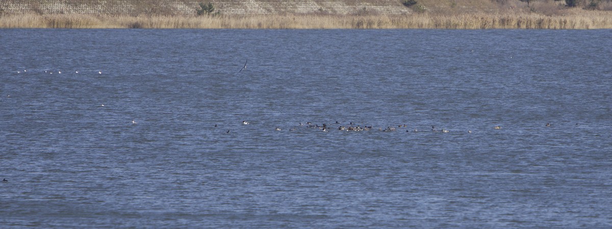 ヨシガモ - ML645597203