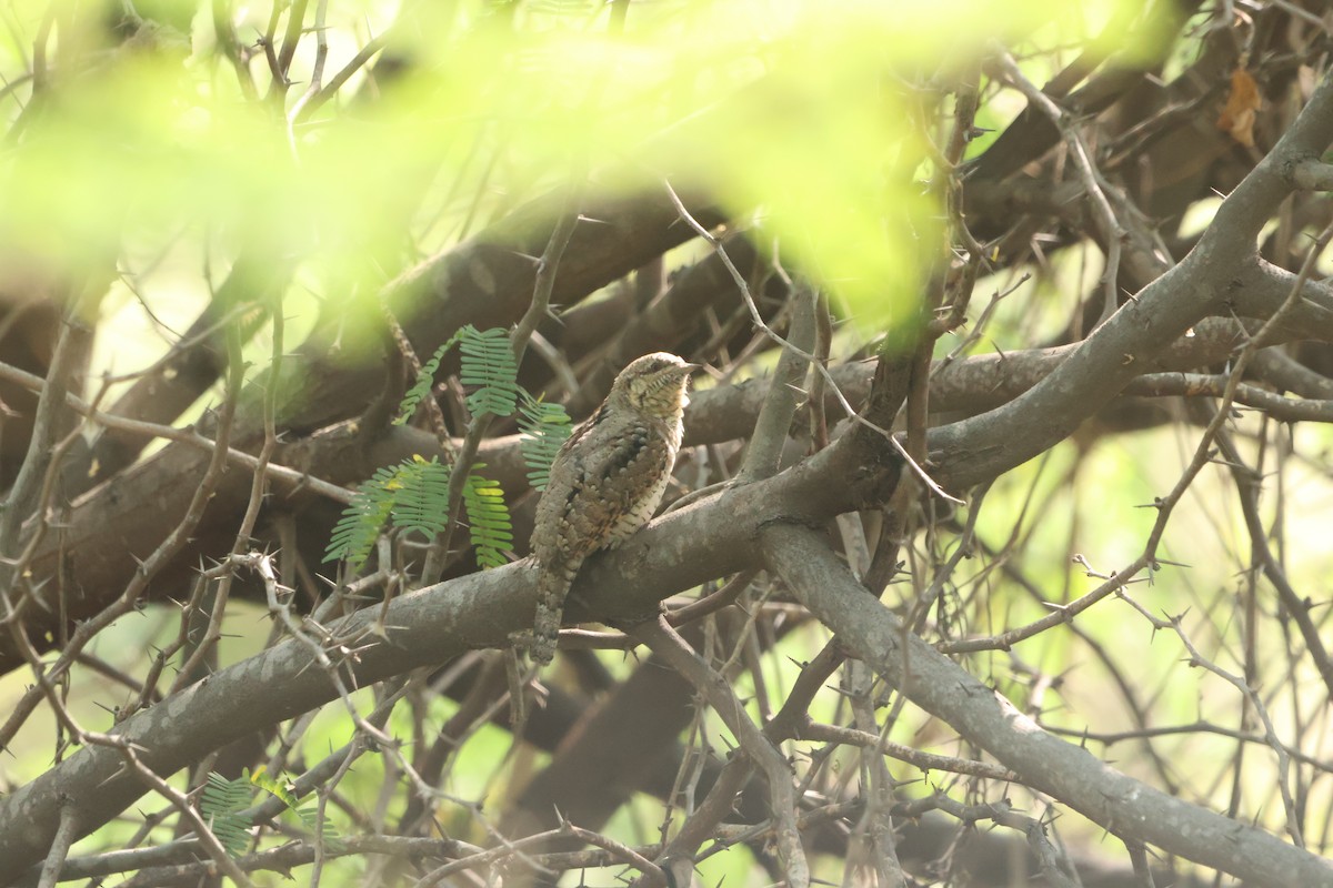 Eurasian Wryneck - ML645597204