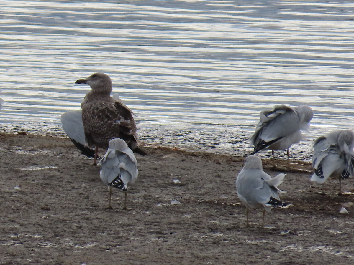 American Herring Gull - ML645597208
