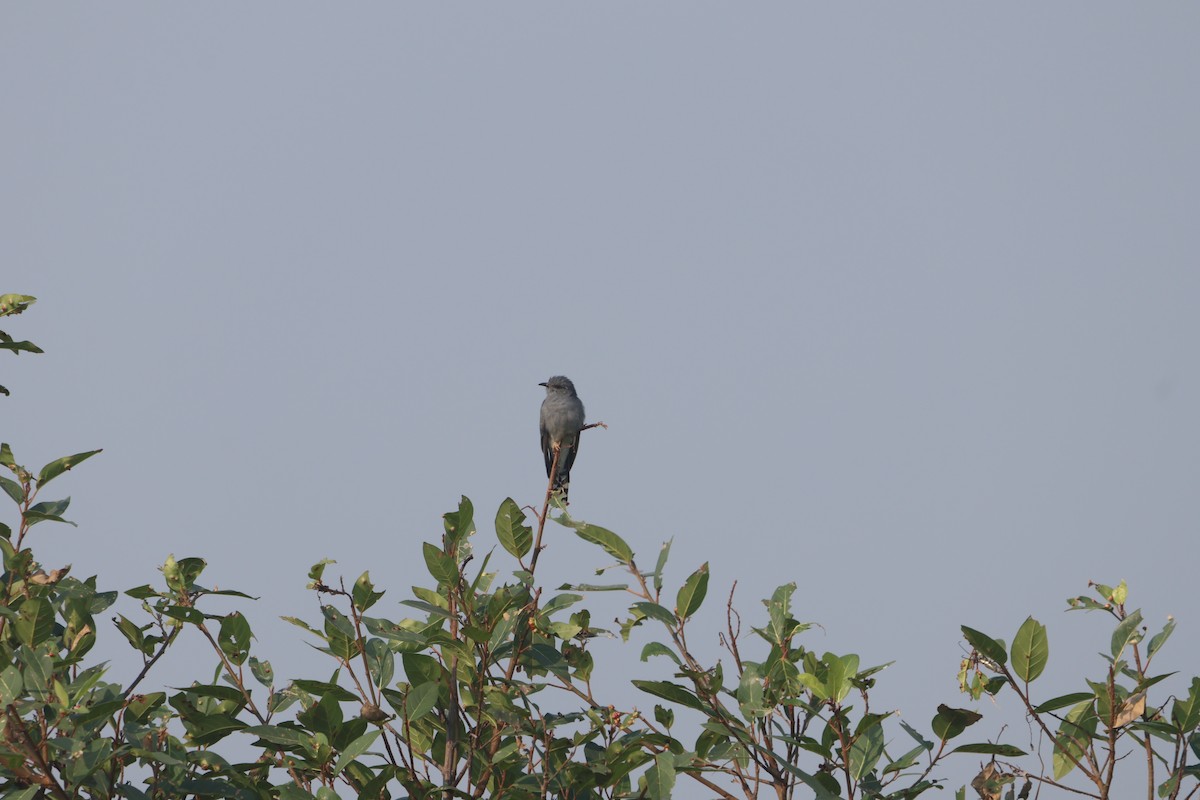 Coucou à tête grise - ML645597216