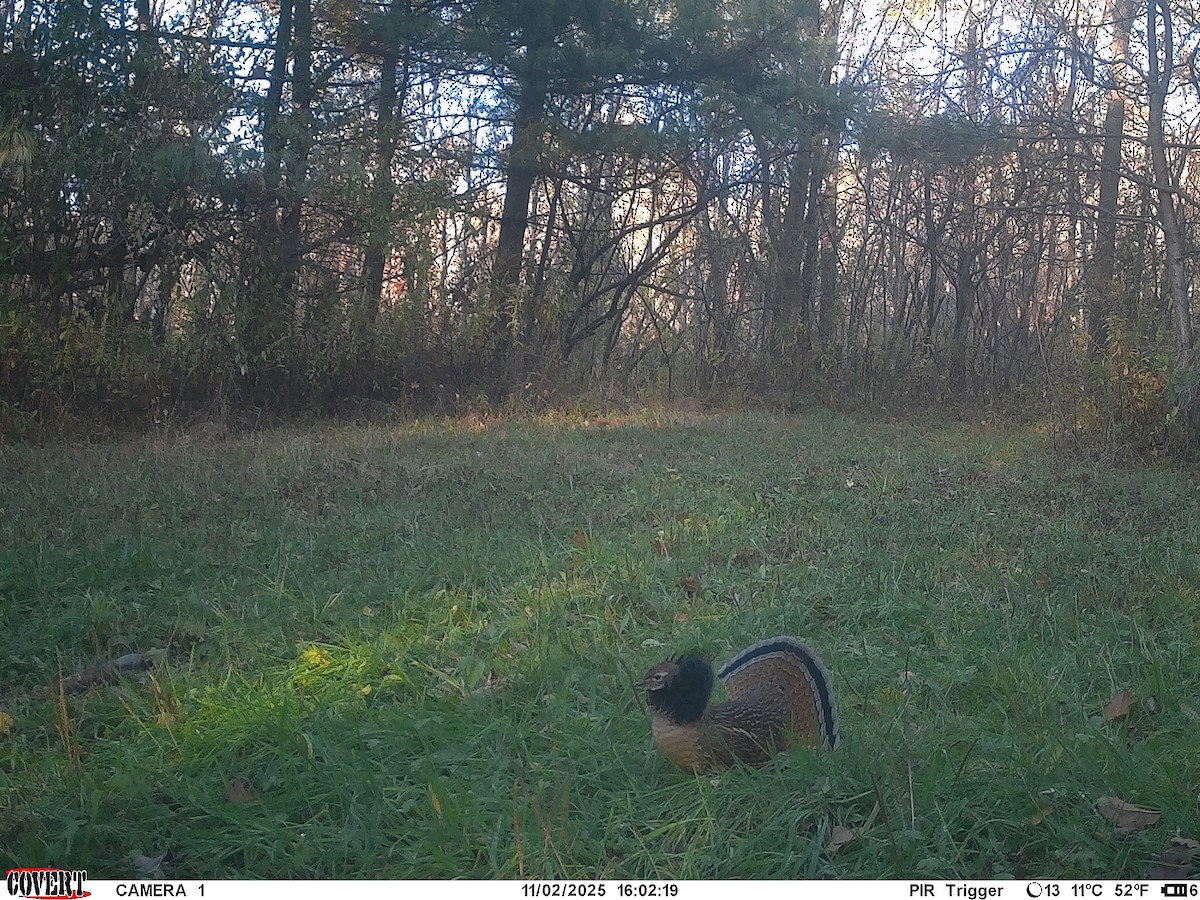 Ruffed Grouse - ML645597222