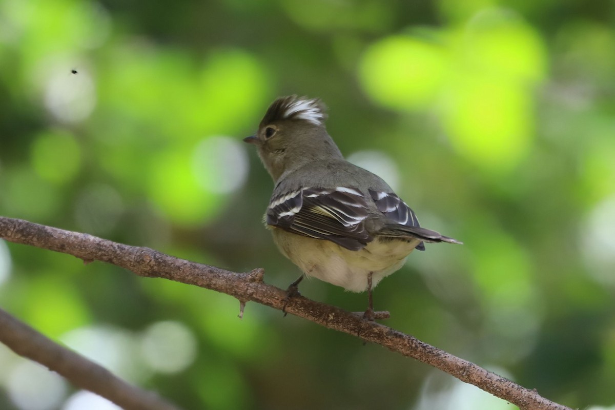 White-crested Elaenia - ML645597223