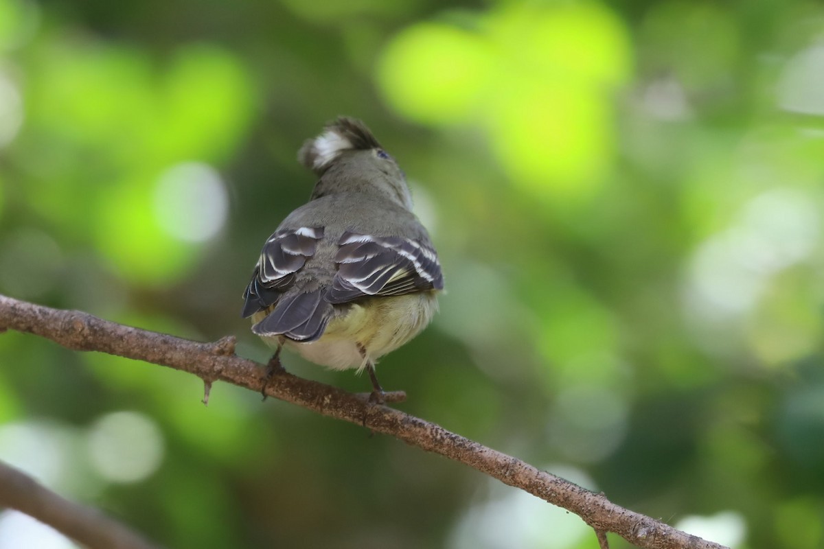 White-crested Elaenia - ML645597224