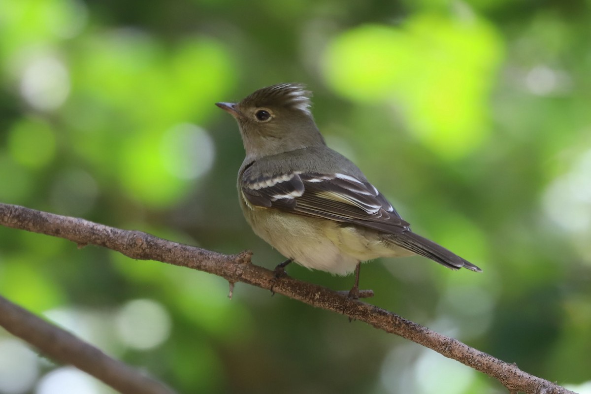 White-crested Elaenia - ML645597225