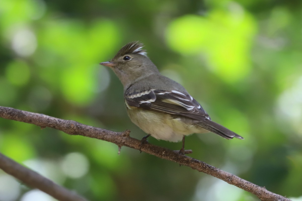 White-crested Elaenia - ML645597226