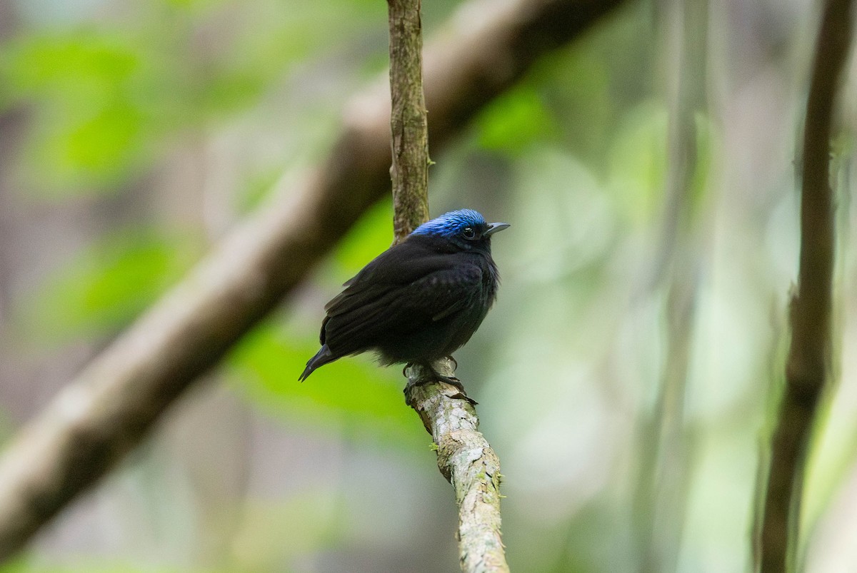 Blue-capped Manakin - ML645597241