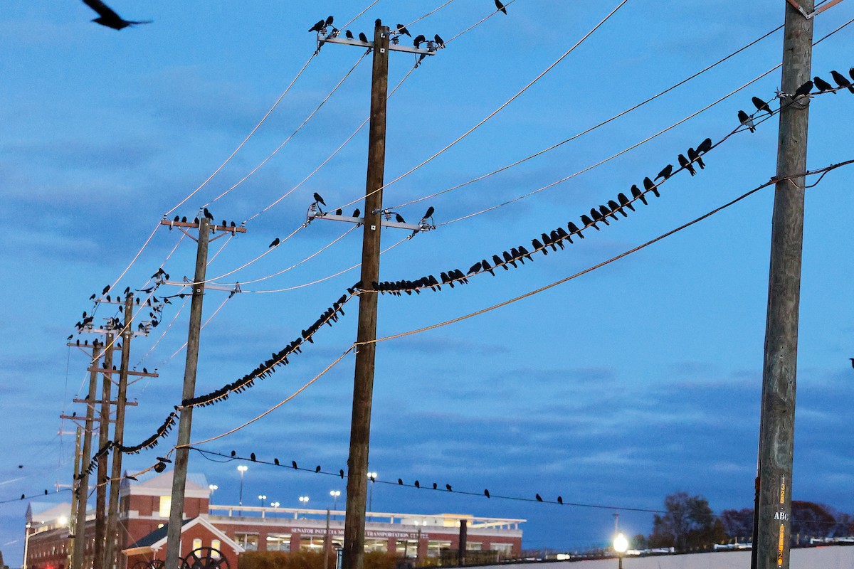 Fish Crow - ML645597258