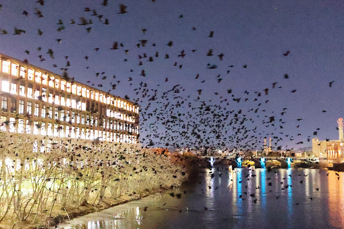 American Crow - ML645597267