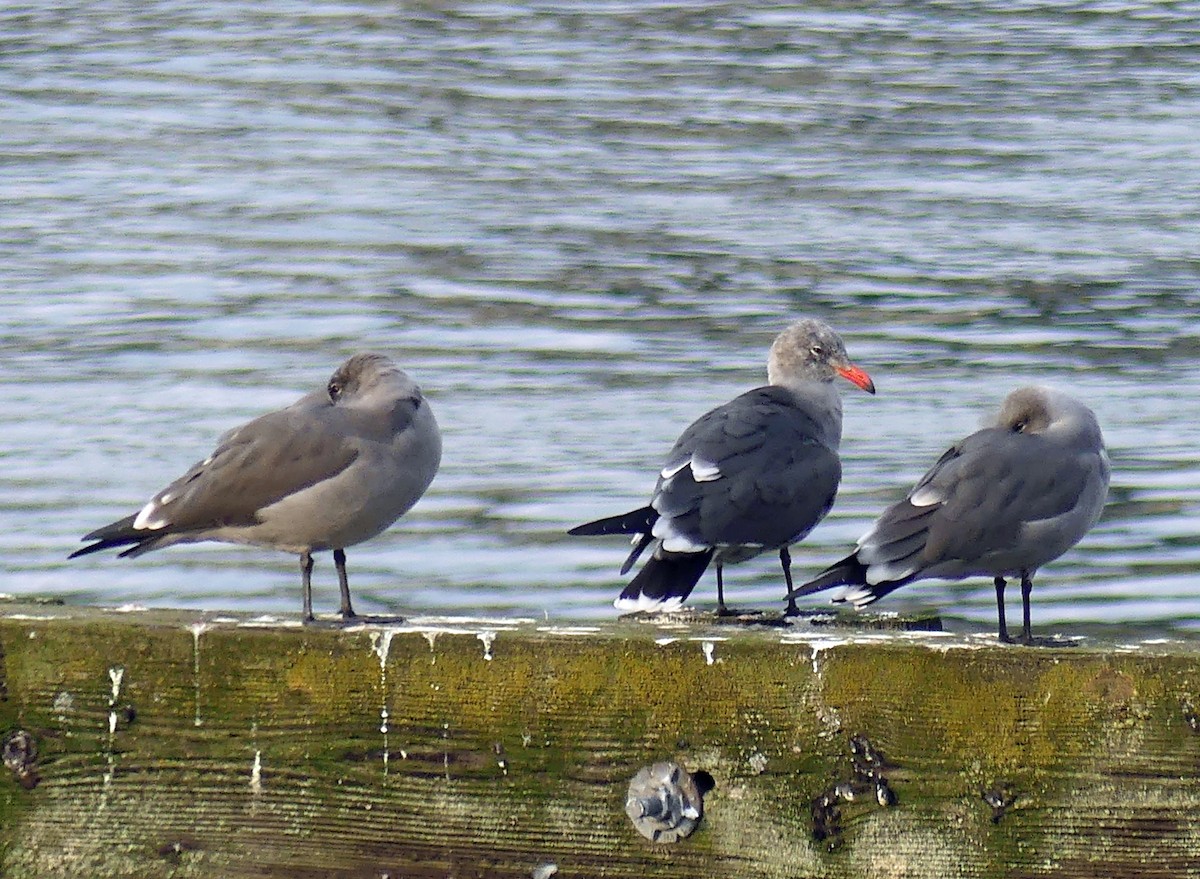 Heermann's Gull - ML645597271