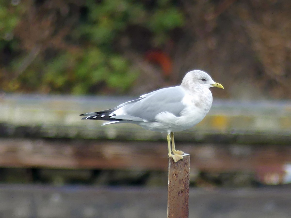 Short-billed Gull - ML645597289