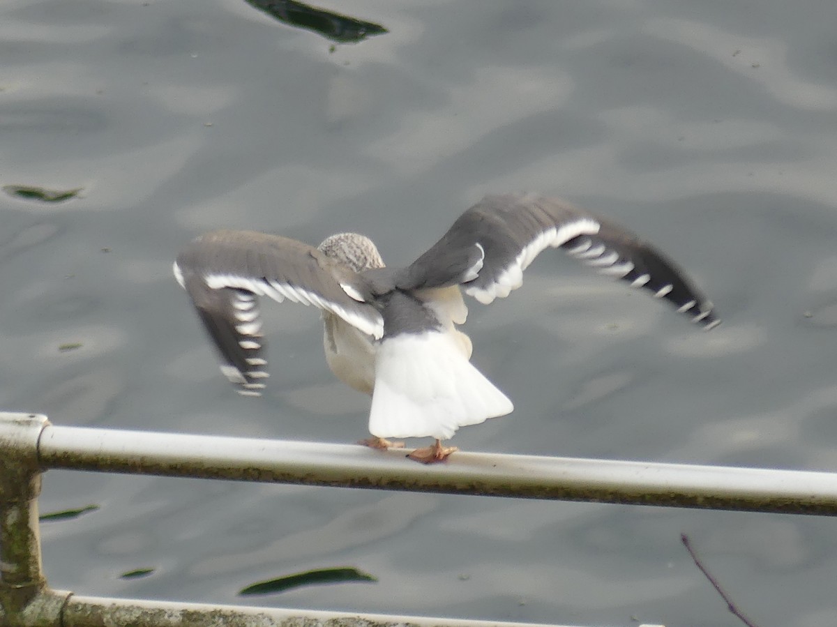 Lesser Black-backed Gull - ML645597298