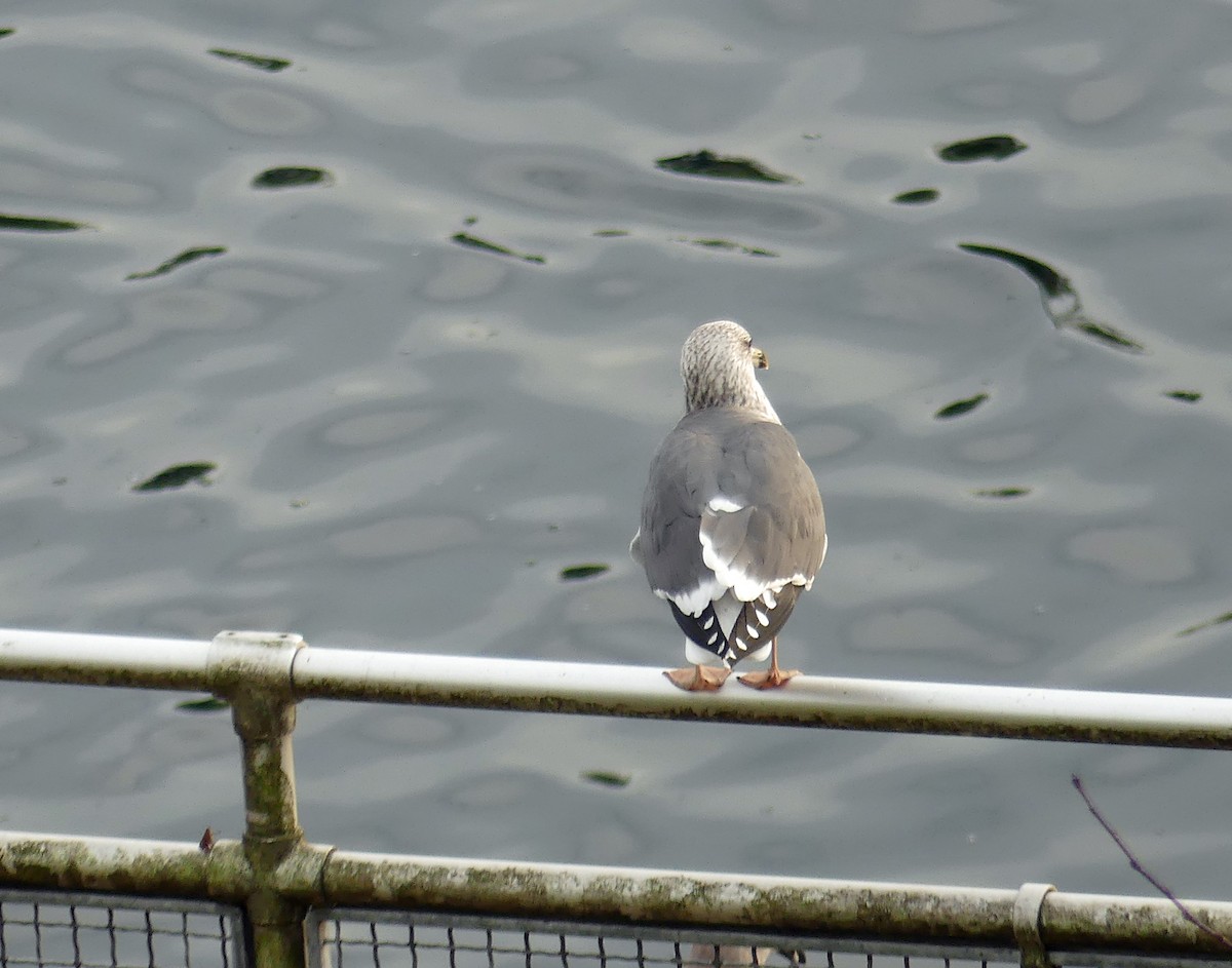 Lesser Black-backed Gull - ML645597299