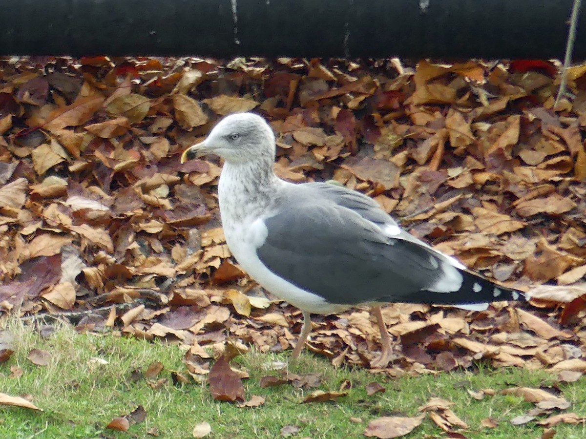 Lesser Black-backed Gull - ML645597302