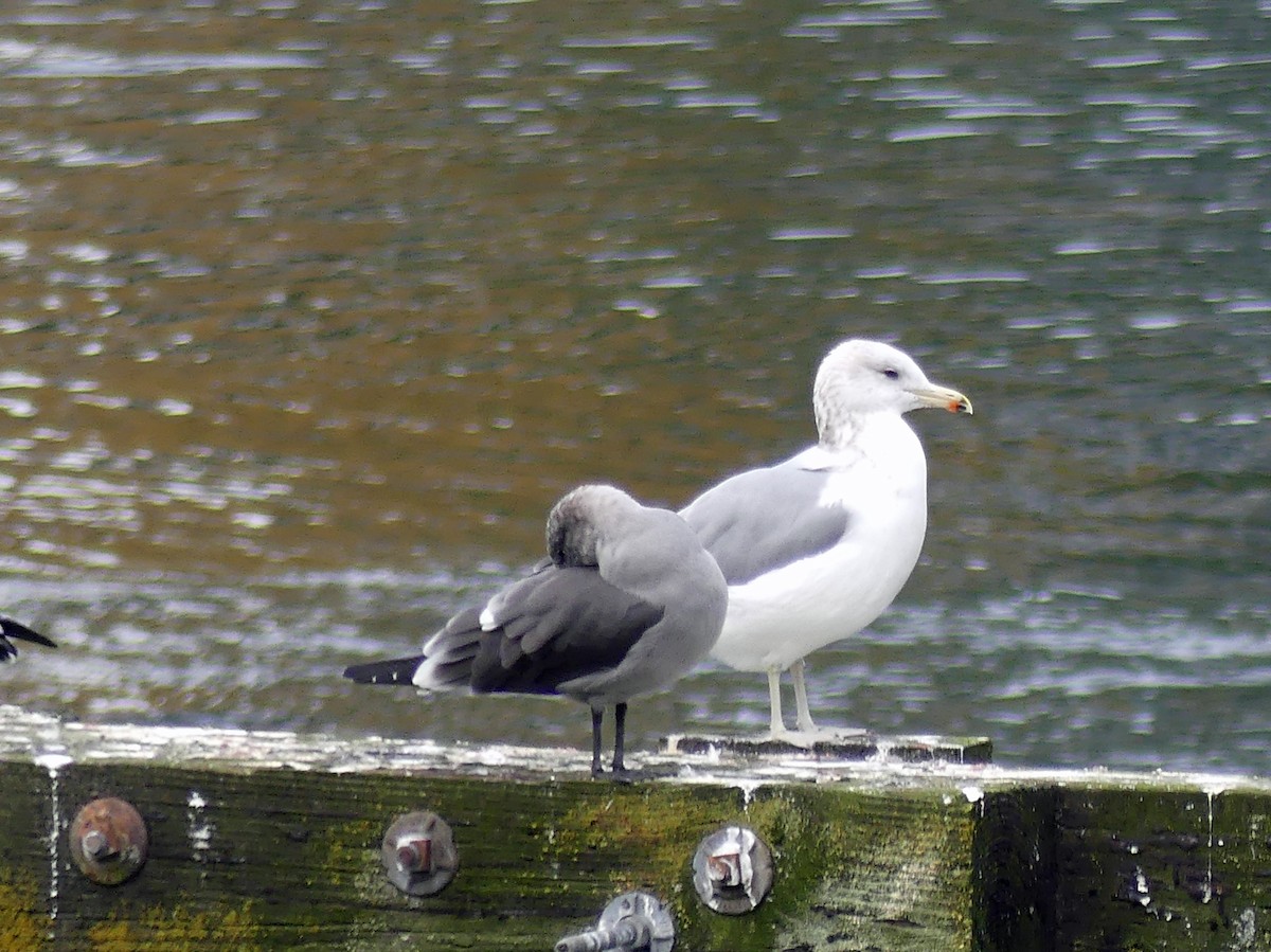 California Gull - ML645597314