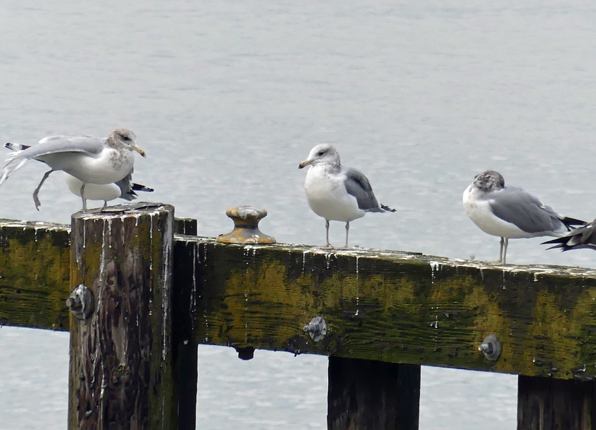 California Gull - ML645597318
