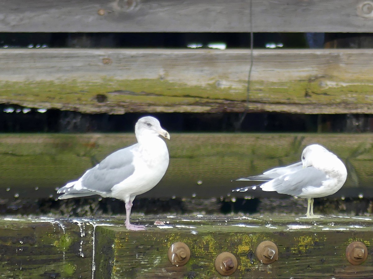 Glaucous-winged Gull - ML645597322