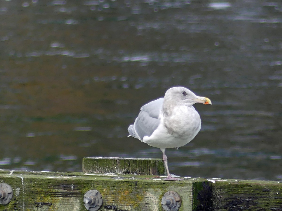 Glaucous-winged Gull - ML645597323