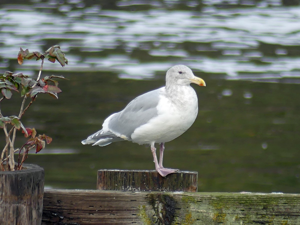 Glaucous-winged Gull - ML645597324
