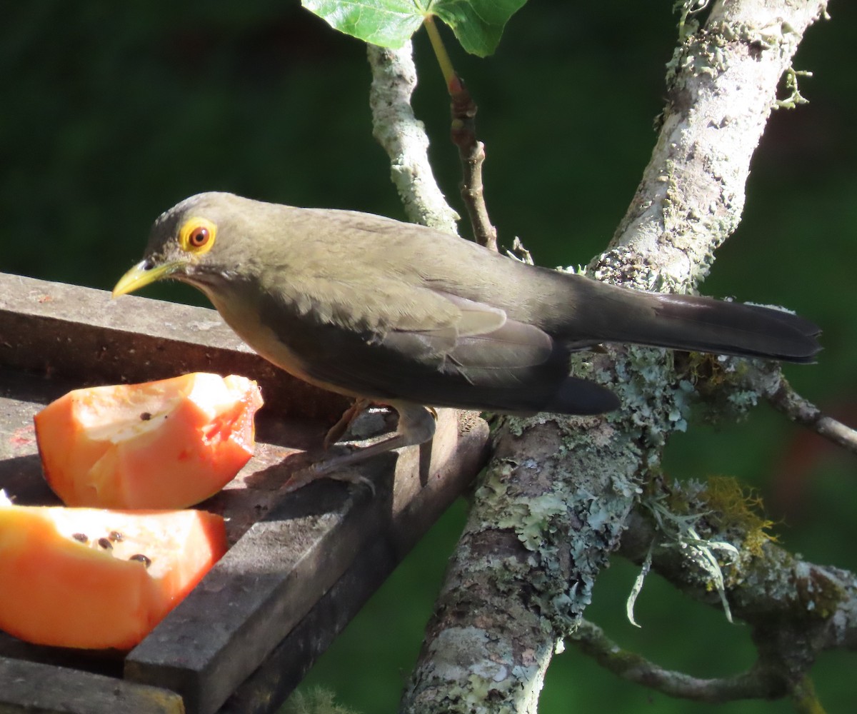 Spectacled Thrush - ML645597330