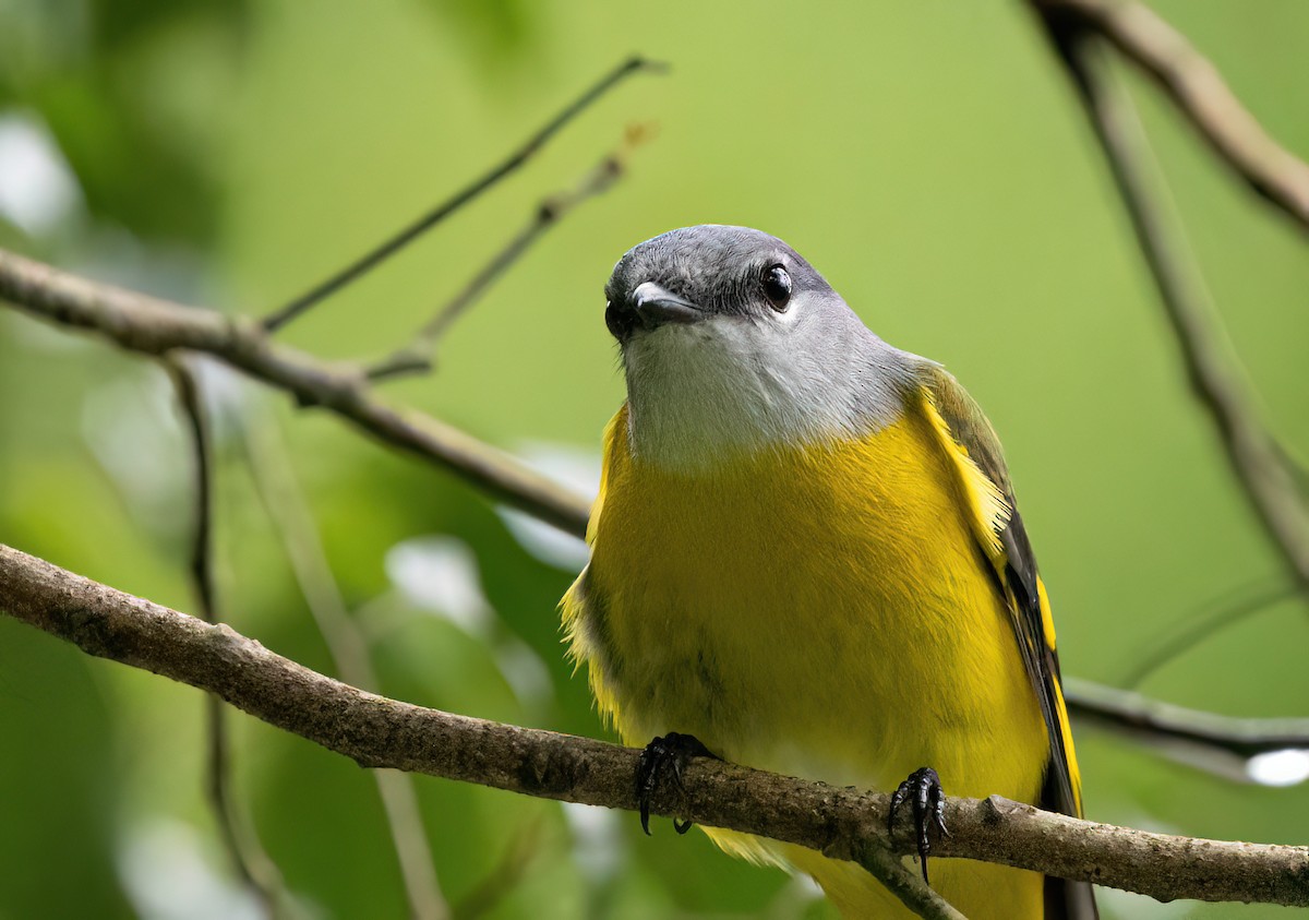 Личинкоїд сірощокий - ML645597355