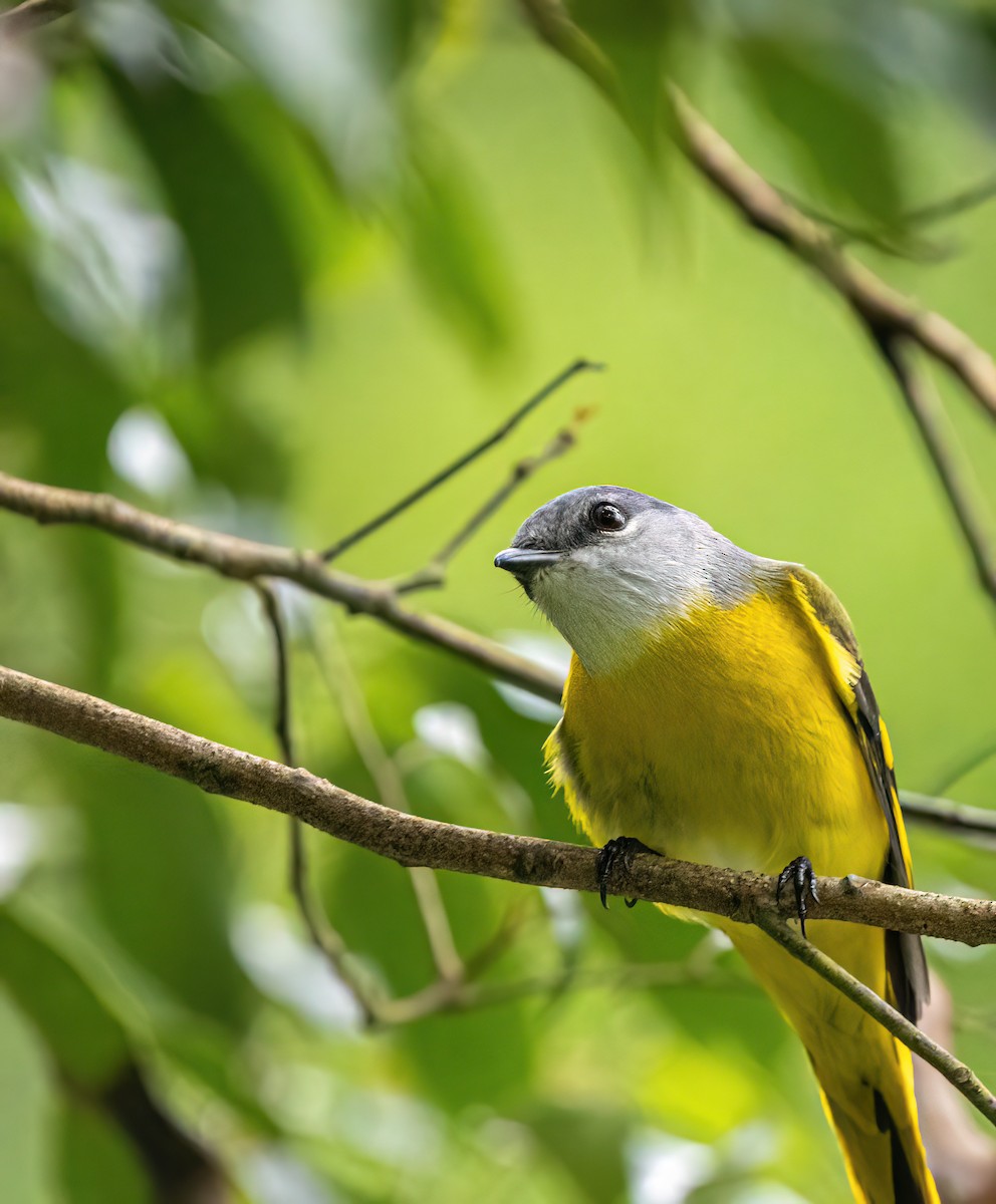 Личинкоїд сірощокий - ML645597356