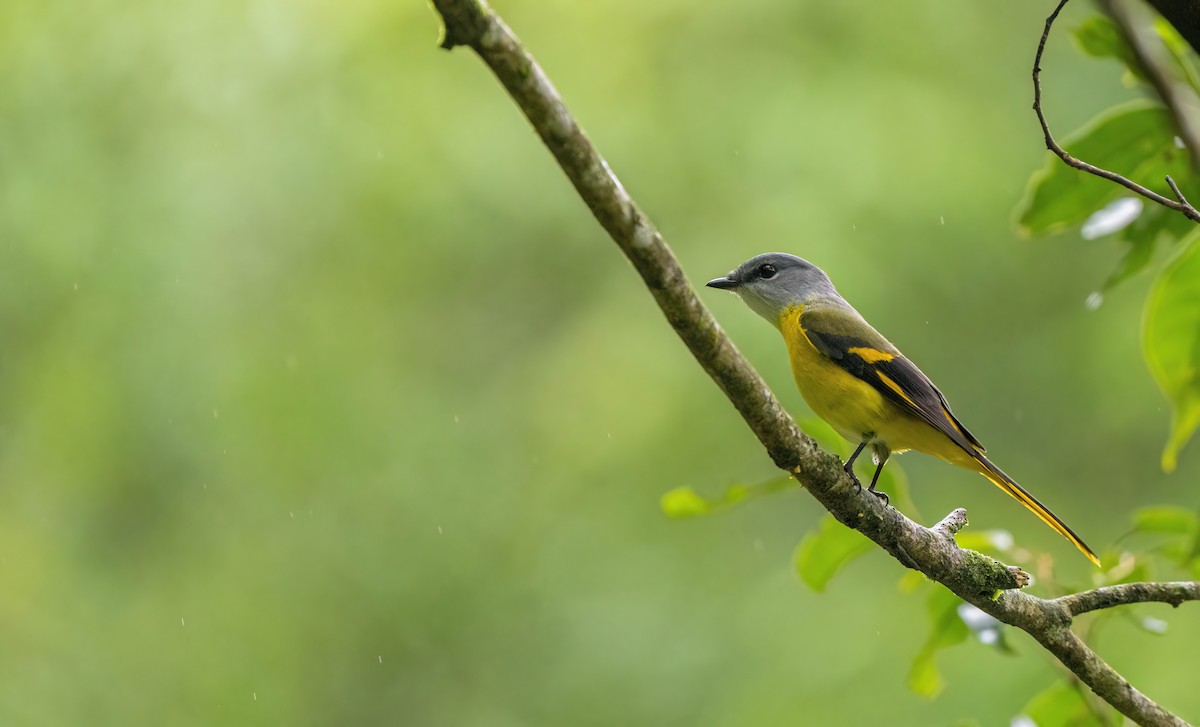 Личинкоїд сірощокий - ML645597357