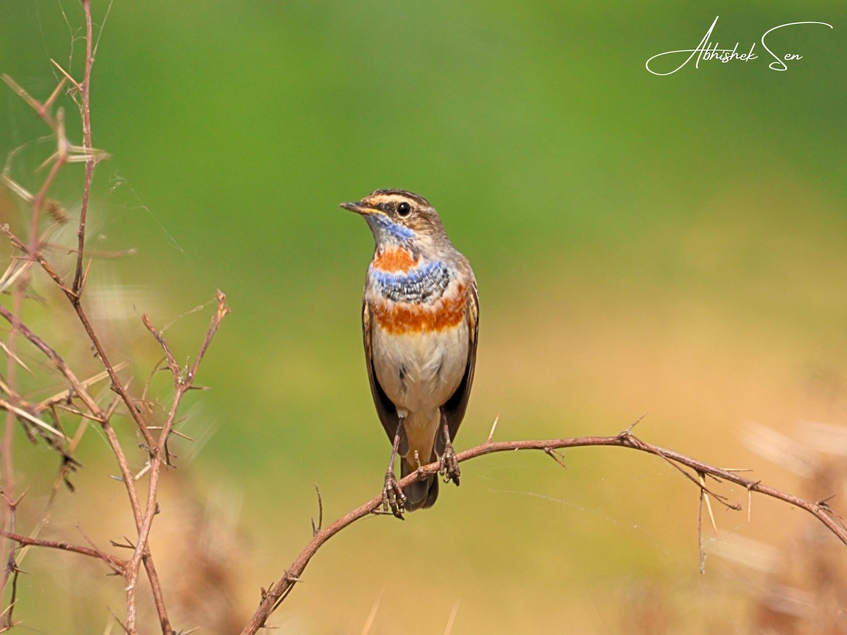 Bluethroat - ML645597360