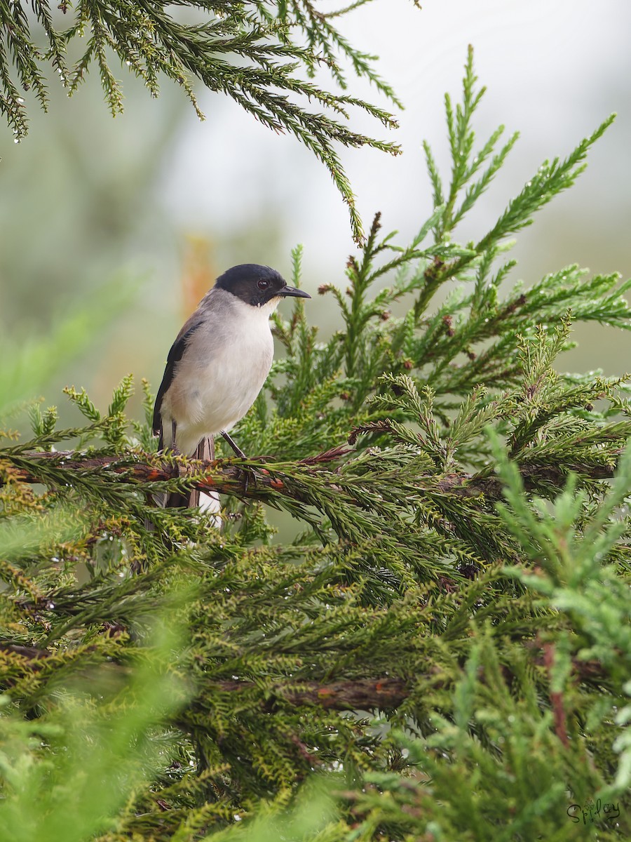 Black-headed Sibia - ML645597363