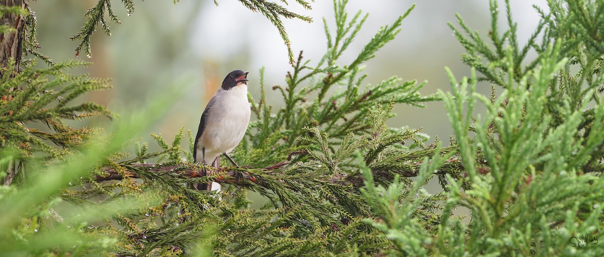 Black-headed Sibia - ML645597364