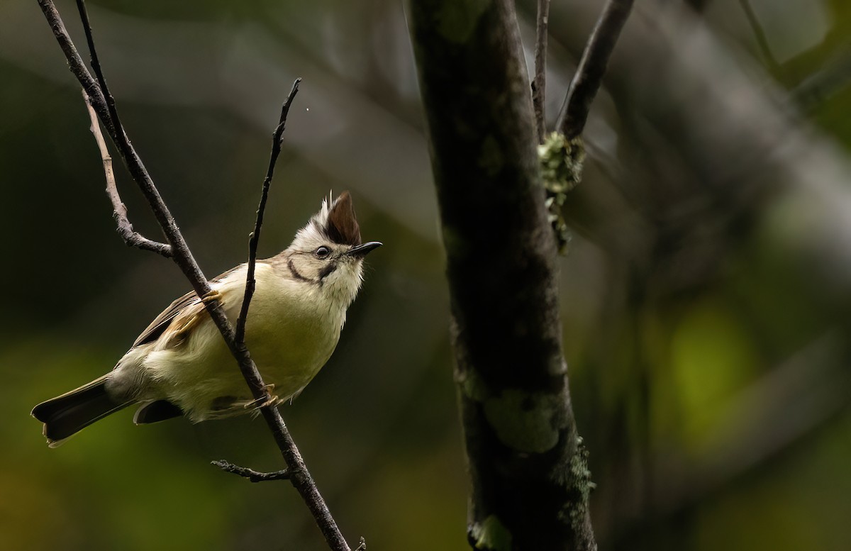 Taiwan Yuhina - ML645597372
