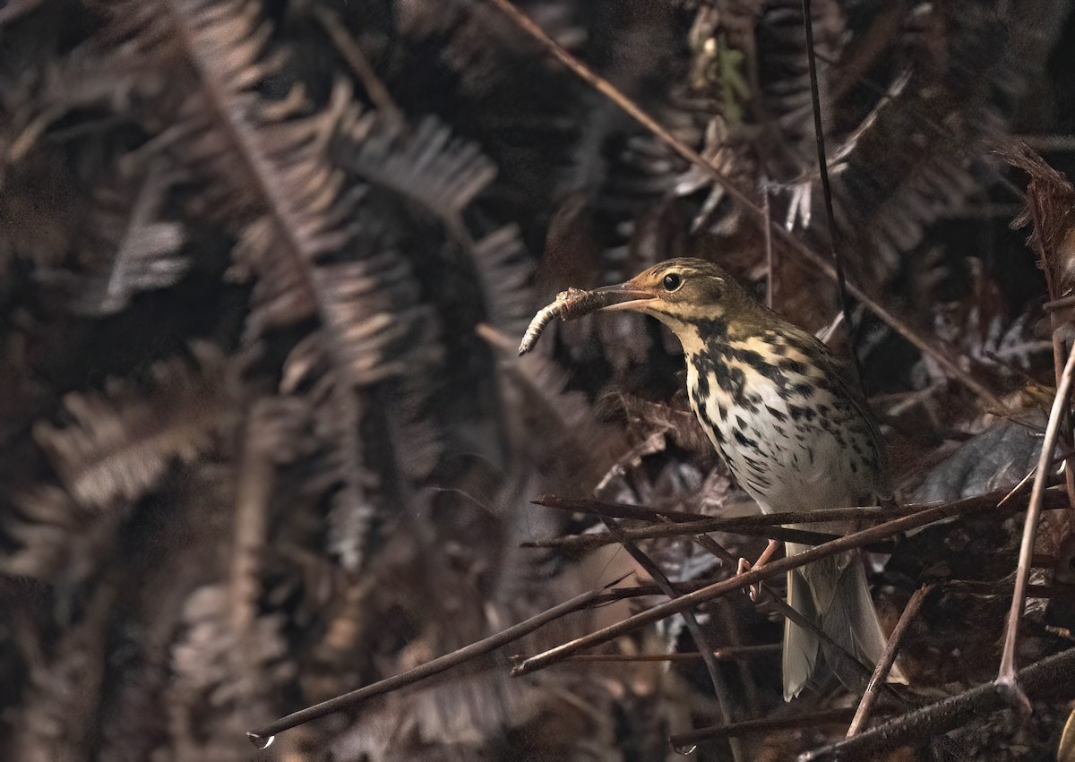 Olive-backed Pipit - ML645597397