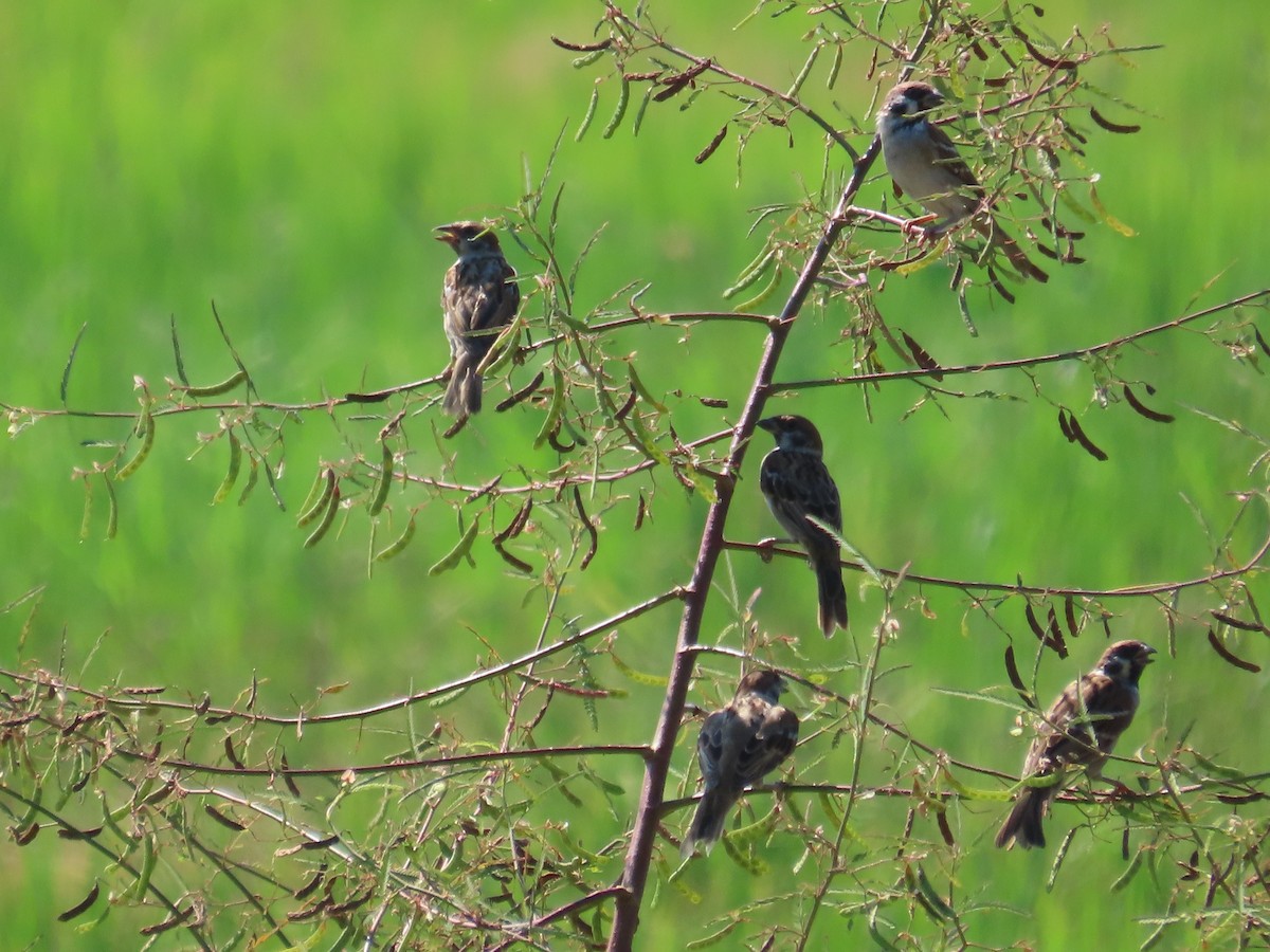 Ağaç Serçesi - ML645597408