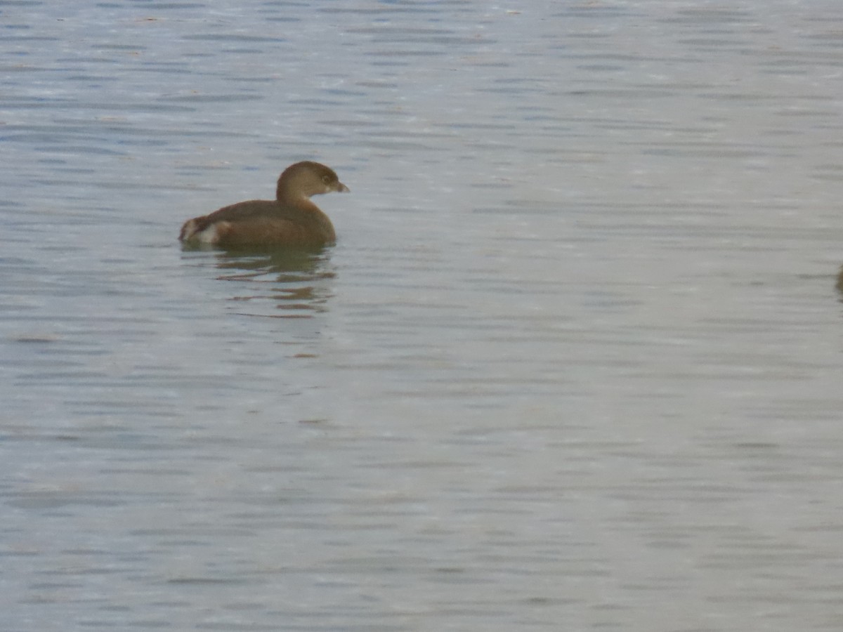 Pied-billed Grebe - ML645597420