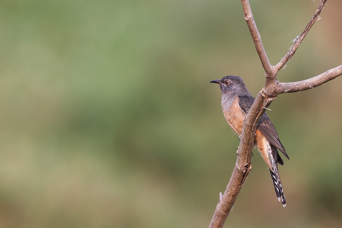 Plaintive Cuckoo - ML645597431