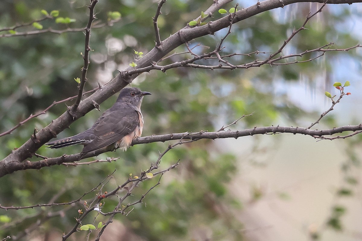 Plaintive Cuckoo - ML645597432
