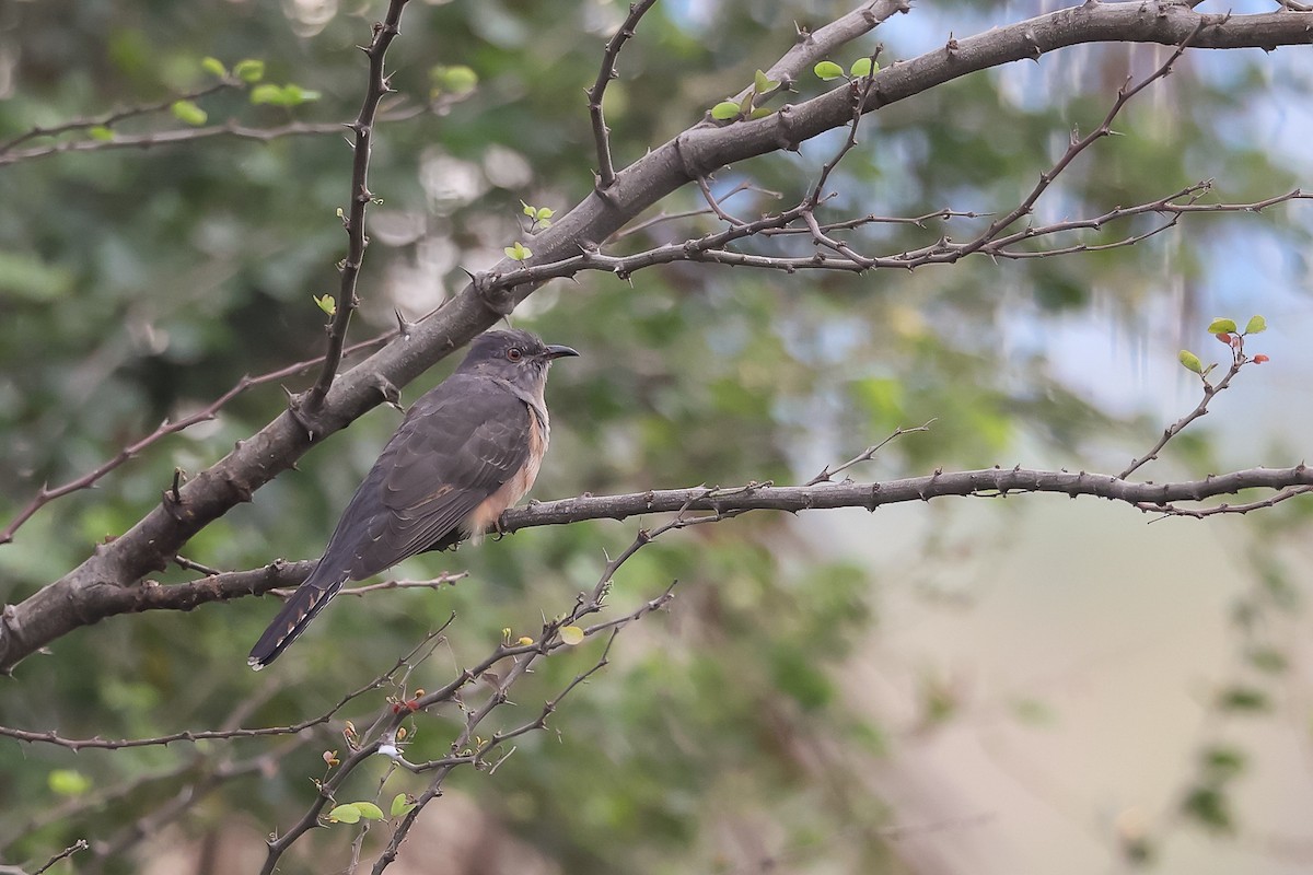 Plaintive Cuckoo - ML645597434