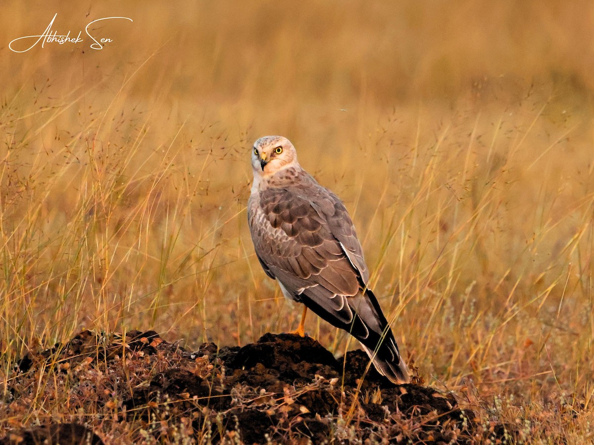 Aguilucho Papialbo - ML645597436