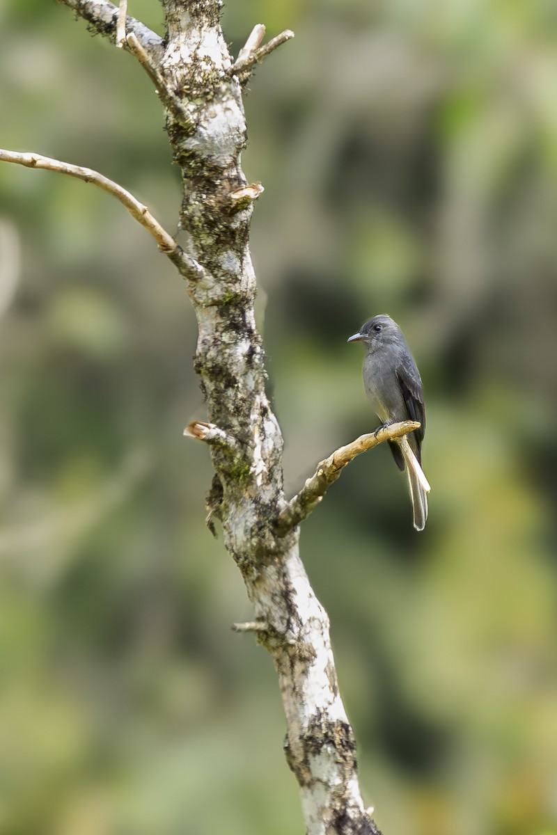 ミヤマヒタキモドキ - ML645597440