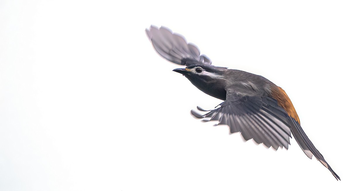 White-eared Sibia - ML645597441