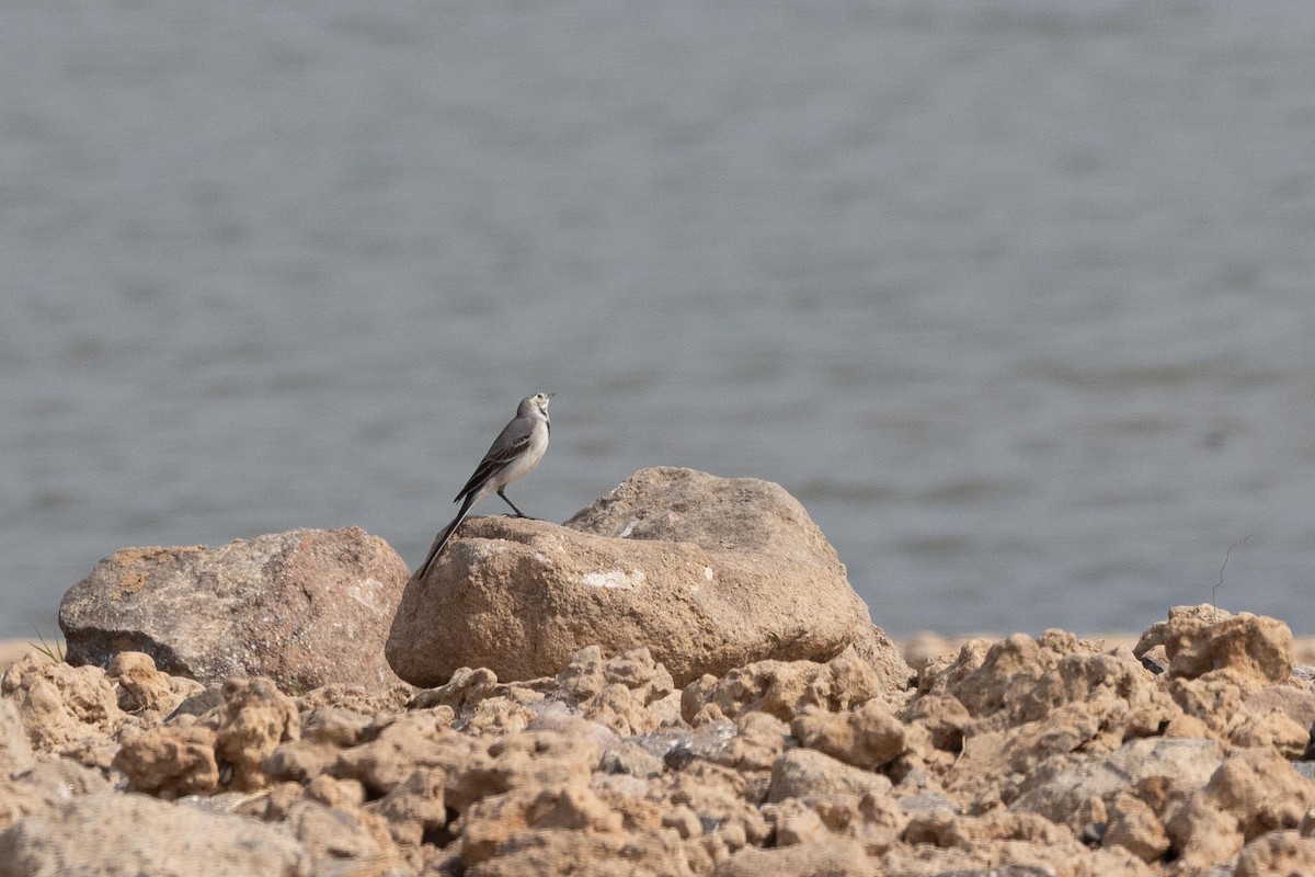 konipas bílý (ssp. alba/dukhunensis/baicalensis) - ML645597464