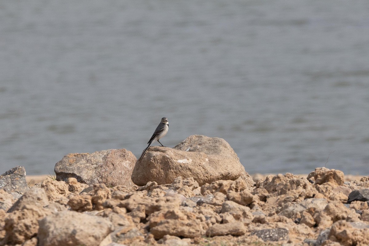 konipas bílý (ssp. alba/dukhunensis/baicalensis) - ML645597465
