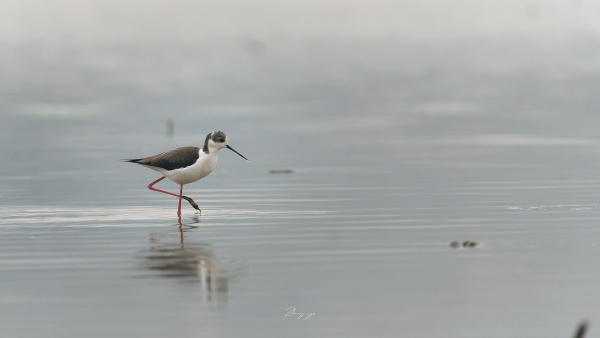 Zankaluze eurasiarra - ML645597476