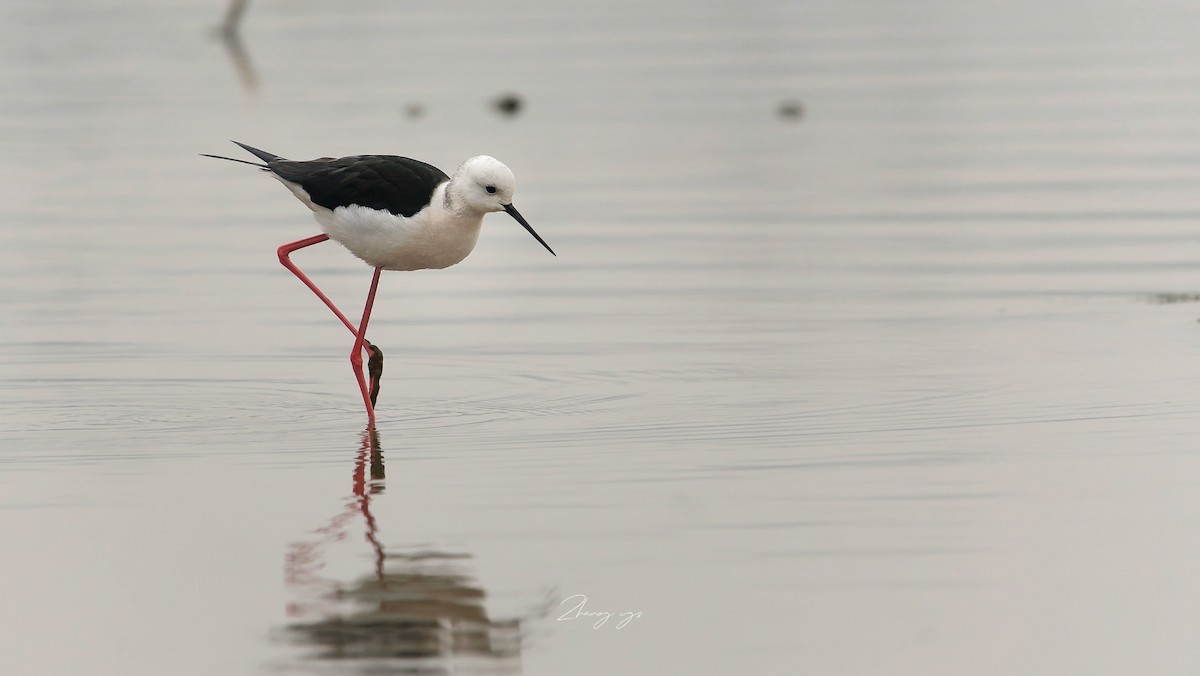 Zankaluze eurasiarra - ML645597477