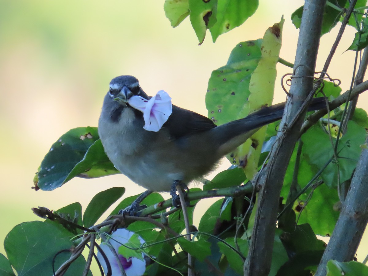 Olive-gray Saltator - ML645597479