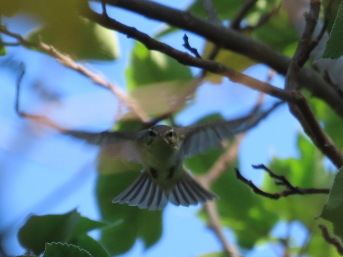 lappsanger - ML645597496