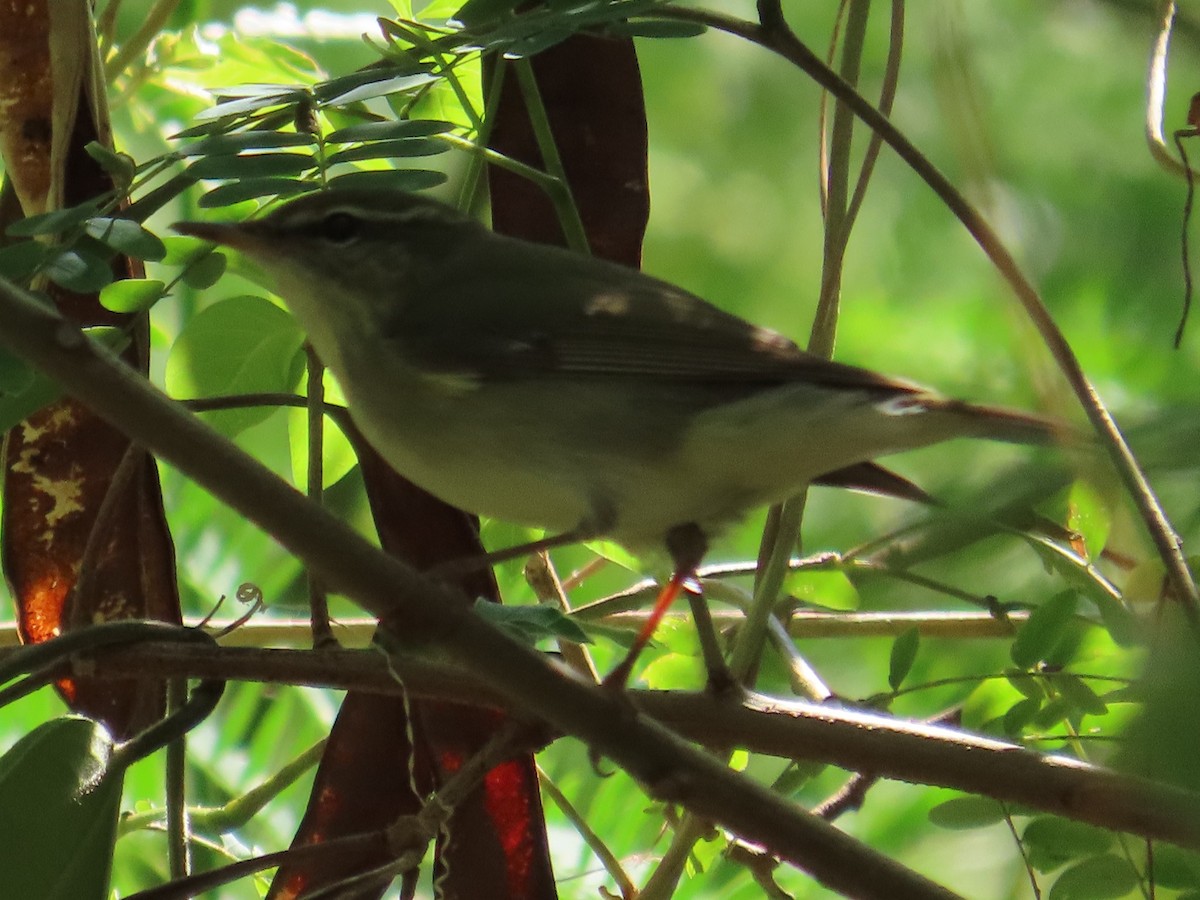 lappsanger - ML645597501